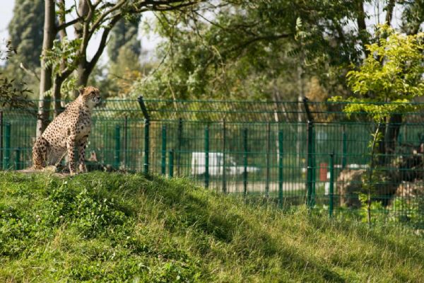 Ploty Kodl, s.r.o. Ploty Kodl, s.r.o.